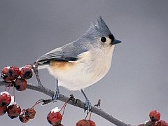 Tufted Titmouse on Cranberry Branch, Michigan